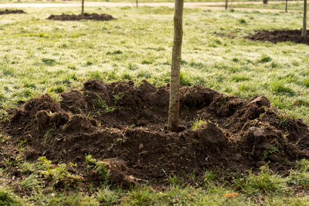 small tree growing with sunshine in garden. eco concept