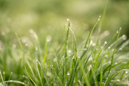 Close up view of raindrops on green grass in spring
