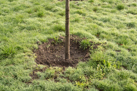 small tree growing with sunshine in garden. eco concept