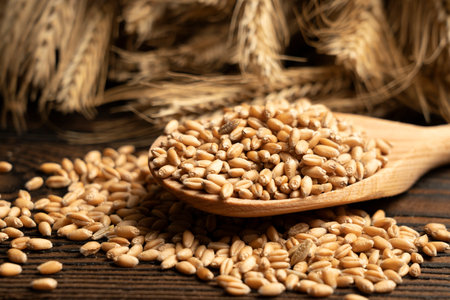 Money on the background of spikelets of wheat. Export of grain and agriculture. Rising prices for agricultural productsの写真素材