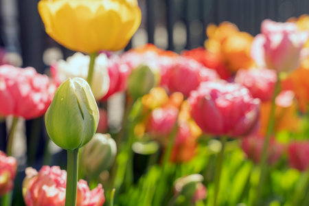 Double Price double tulip flower mix blooming in bright colorsの写真素材