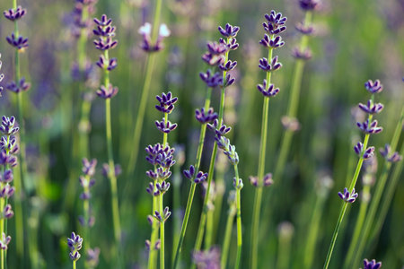 Blooming lavender in a field at sunset in Provence, Franceの写真素材