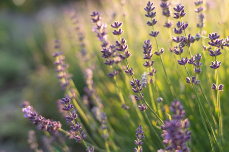 Blooming lavender in a field at sunset in Provence, Franceの写真素材