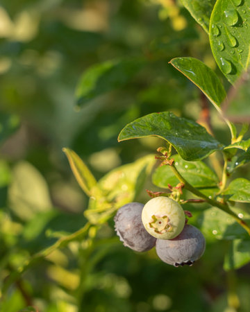 Blueberries ripen on a tree branch. Blue fruits on a healthy green plant in the morning. Food plantation â blueberry field, orchard.の写真素材