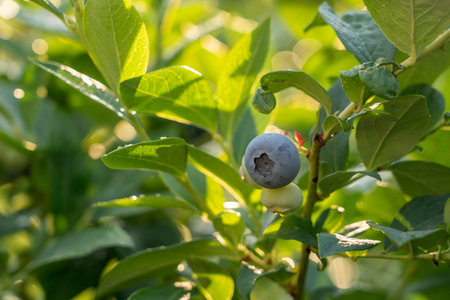 Ripe blueberries (bilberry) on a blueberry bush on a nature background.の写真素材
