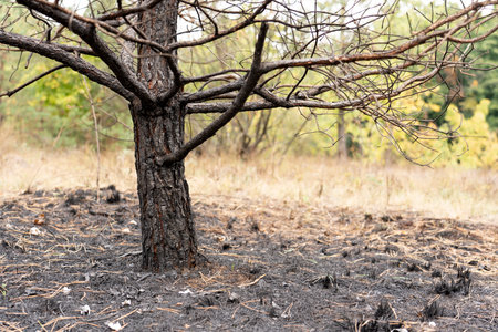 Forest after a fire, the remains of coniferous trees after a strong fire. Burnt pine trunk close-up. High quality photoの写真素材