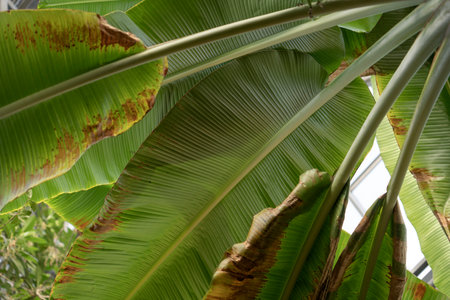 Banana tree branches and banana flowers large palm foliage tropical banana leaf textureの写真素材
