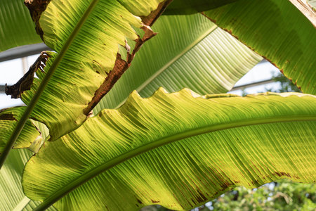 Banana tree branches and banana flowers large palm foliage tropical banana leaf textureの写真素材