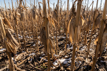 Close-up Dried corn cobs in corn field.の写真素材