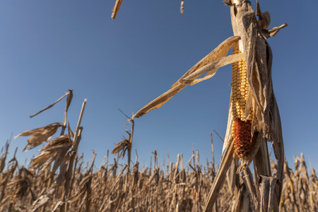 Close-up Dried corn cobs in corn field.
