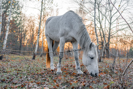White horse on a pasture in the forest at sunset in autumnの写真素材