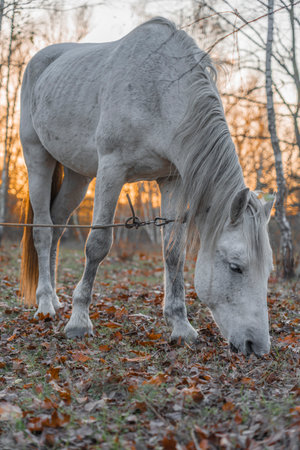 White horse on a pasture in the forest at sunset in autumnの写真素材