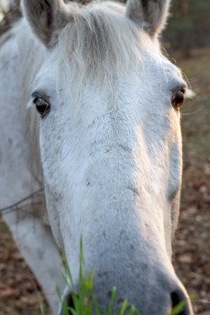 White horse on a pasture in the forest at sunset in autumnの写真素材