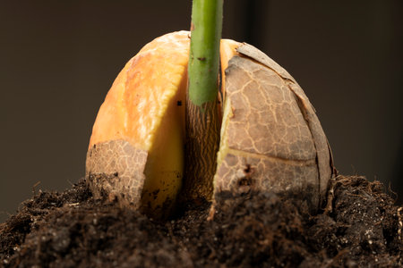 Sprouted avocado seed planted in the ground. Macro shot of avocado sprout.の写真素材