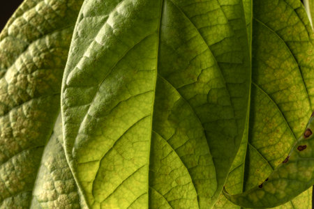Detail shot of tropical avocado leaves, close up. Avocado seedling growing in a home garden.の写真素材