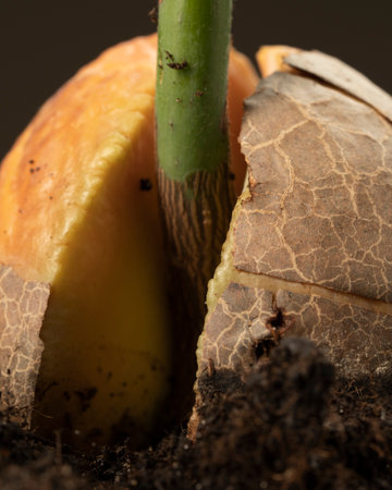 Sprouted avocado seed planted in the ground. Macro shot of avocado sprout.の写真素材