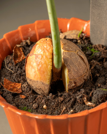 Sprouted avocado seed planted in the ground. Macro shot of avocado sprout.の写真素材