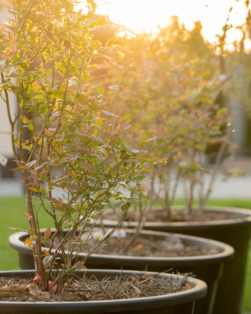 Young blueberry shoots are planted in huge pots in the gardenの写真素材