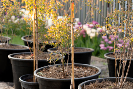 Young blueberry shoots are planted in huge pots in the gardenの写真素材