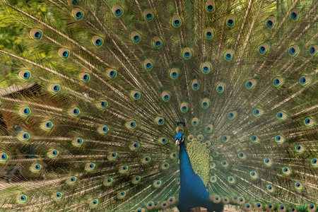 Close up of colorful peacock with his feathers fanned outの写真素材
