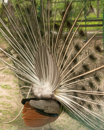 Close up of colorful peacock with his feathers fanned outの写真素材