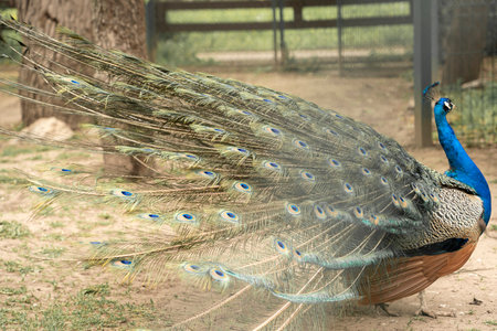 Close up of colorful peacock with his feathers fanned outの写真素材