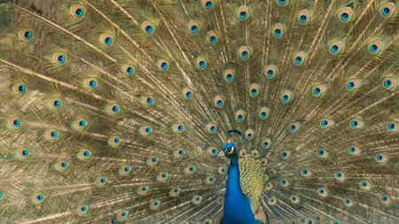Close up of colorful peacock with his feathers fanned outの写真素材