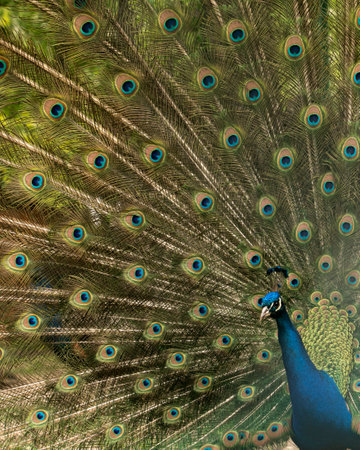 Close up of colorful peacock with his feathers fanned outの写真素材