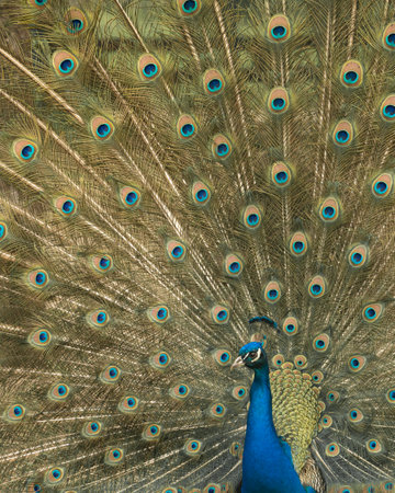 Close up of colorful peacock with his feathers fanned outの写真素材