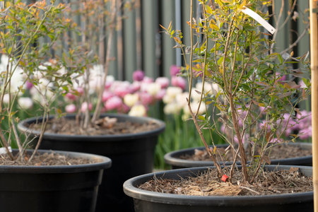 Young blueberry shoots are planted in huge pots in the gardenの写真素材
