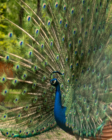 Close up of colorful peacock with his feathers fanned outの写真素材