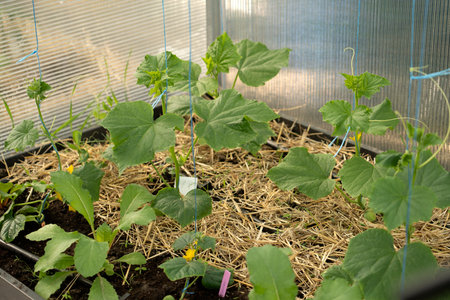 Cucumber seedlings, young green plants in the greenhouse begin to bloomの写真素材
