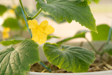 Cucumber seedlings, young green plants in the greenhouse begin to bloomの写真素材