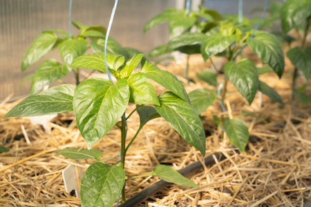 Seedlings at home or in a greenhouse. Growing vegetables from bell pepper seeds at home.の写真素材