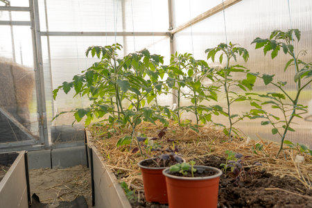 Young tomato seedlings growing in the soil at greenhouse. Concept of the farming and gardening. New sprout in the ground at early springの写真素材