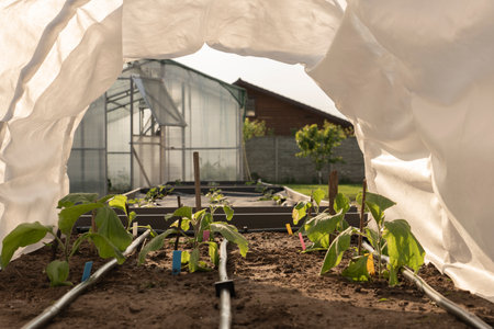 Cucumber seedlings, young green plants in the greenhouse begin to bloomの写真素材