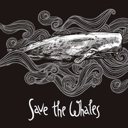 Hand Drawn Sperm Whale On Chalkboardのイラスト素材