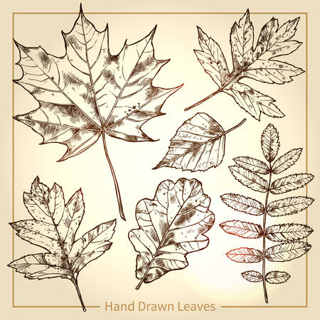 Autumn Leaves. Hand Drawn Botanical Illustrationのイラスト素材