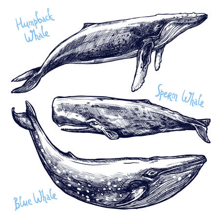 Whales Set, Collection Of Different Hand Drawn Whalesのイラスト素材