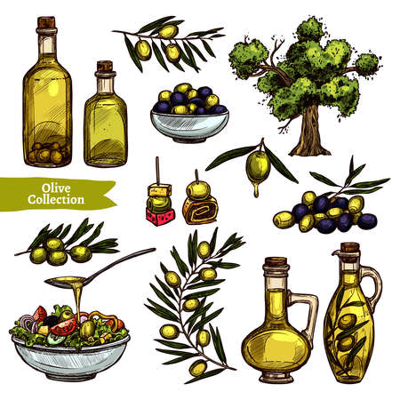 Hand Drawn Color Olive Oil Collection With Sketch Olive Tree, Olive Branches And Olive Bottlesのイラスト素材