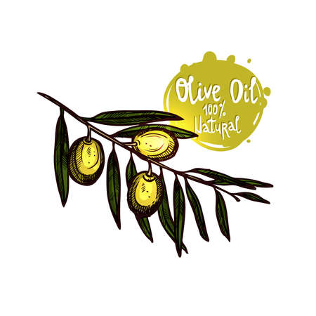 Hand Drawn Green Olives On Branch With Leaves Isolated. Color Sketch Style. Olive Branch With Labelのイラスト素材