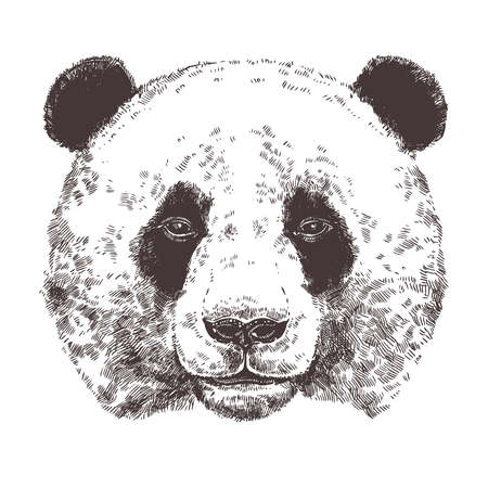 Sketch Of Giant Panda. Hand Drawn Head In Monochrome Styleのイラスト素材