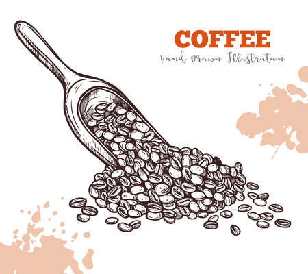 Scoop with coffee beans hand draw sketch isolated. Harvest, ingredient for coffee drinks concept. Hand drawn sketch isolated on white. Vector illustrationのイラスト素材