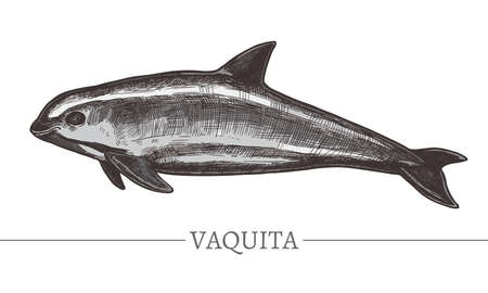 Hand drawn vaquita. Isolated vector color illustration of Gulf of California harbor porpoise in sketch engraving style. Endangered speciesのイラスト素材