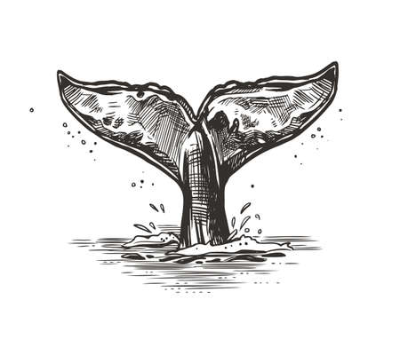 Hand drawn vector whale tail. Sketch illustrationのイラスト素材