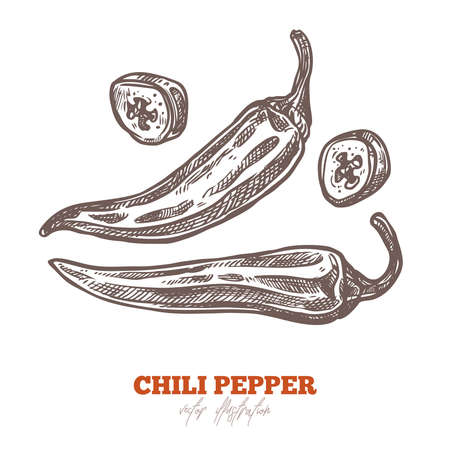 Vector isolated chili peppers with slices on white. Spices set illustration. Hand drawn engraved sketchのイラスト素材