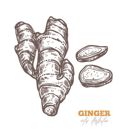 Isolated vector ginger root with slices on white. Spices illustration in sketch style. Hand drawn etchingのイラスト素材