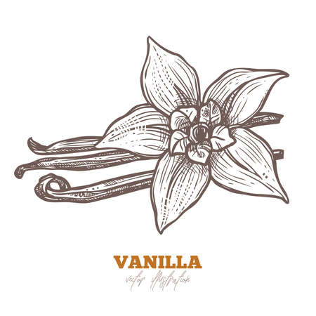 Isolated vector vanilla flower with sticks on white. Aroma spices illustration. Hand drawn botanical sketchのイラスト素材