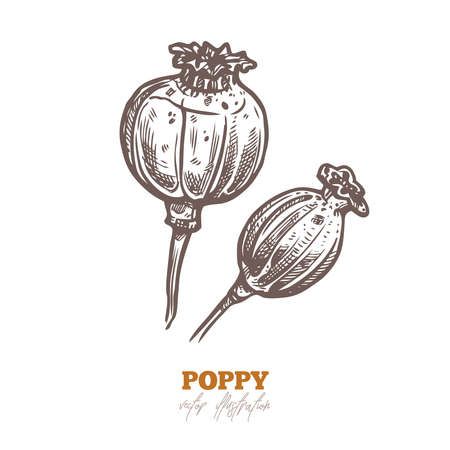 Vector dry poppy pods, isolated flowers on white. Spices and herbs sketch hand drawn illustrationのイラスト素材