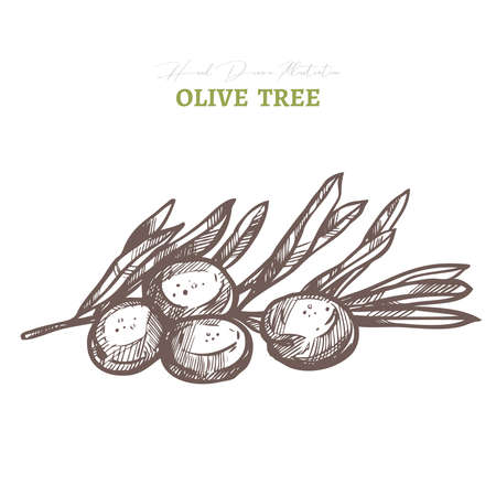 Vector olive tree branch. Mediterranean italian or greek food agriculture ingredient. Hand drawn sketch illustration in etching or engraved styleのイラスト素材
